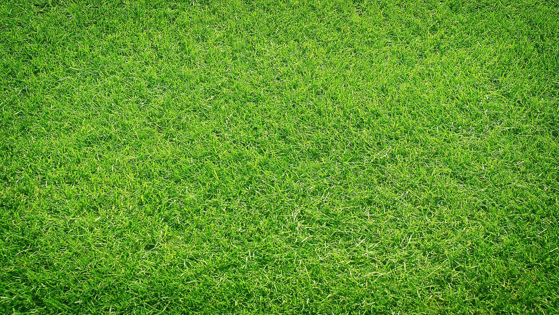Artificial Grass